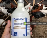 Buy Coryza Vaccine for Sale at Alpha Agventure Farms