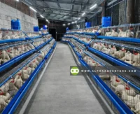 Buy D Frame 3-Tier Layer Chicken Cage for Sale at Alpha Agventure Farms