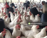 Buy Dekalb White for Sale at Alpha Agventure Farms