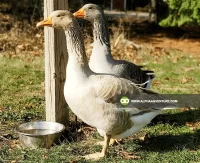 Buy French Toulouse Geese for Sale at Alpha Agventure Farms