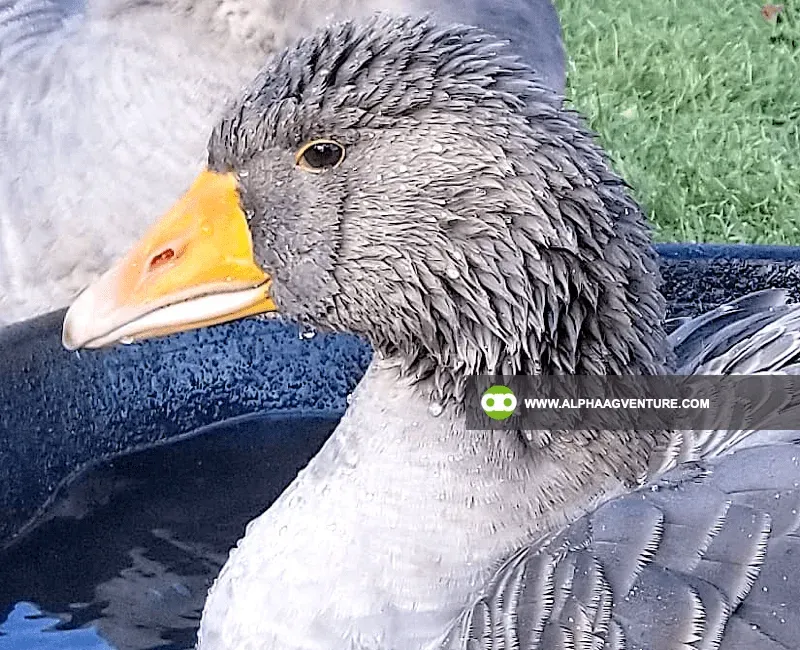 Buy French Toulouse Geese for Sale at Alpha Agventure Farms