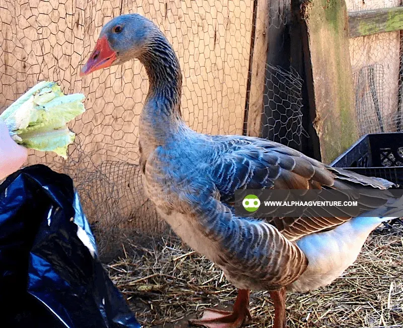 Buy French Toulouse Geese for Sale at Alpha Agventure Farms