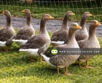 Buy French Toulouse Geese for Sale at Alpha Agventure Farms