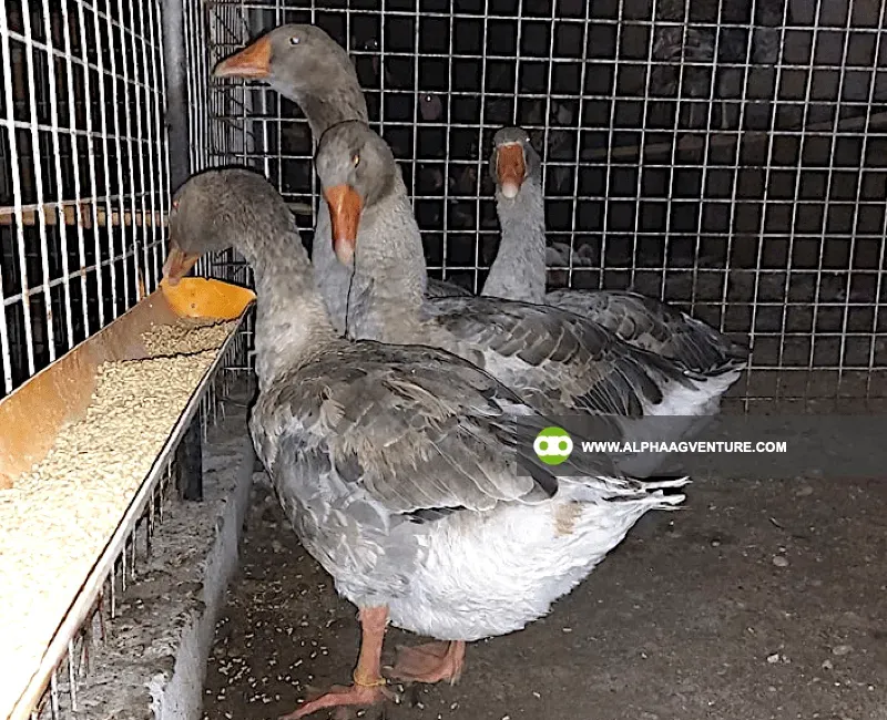 Buy French Toulouse Geese for Sale at Alpha Agventure Farms
