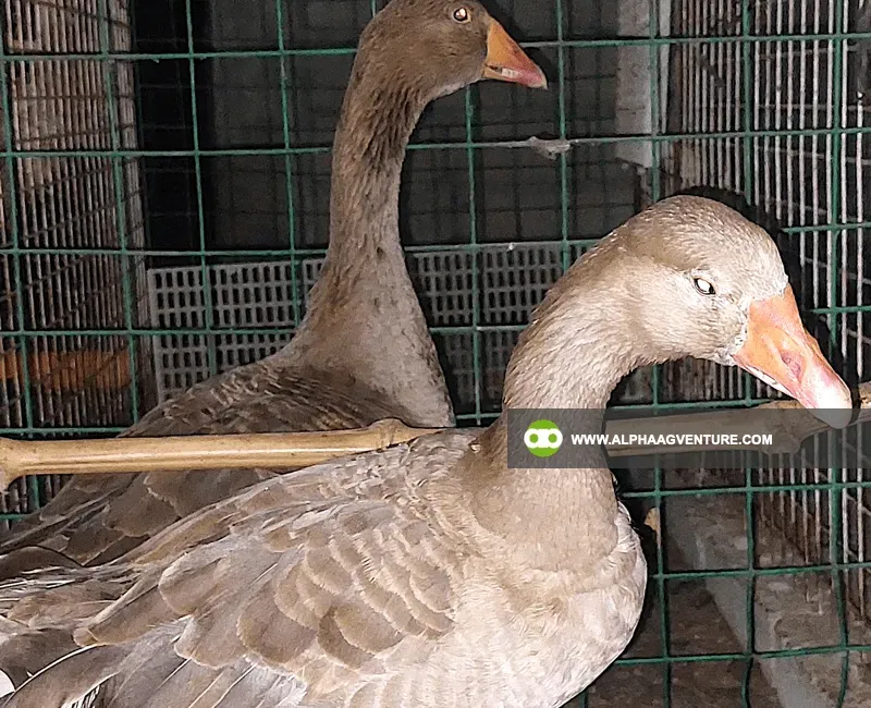 Buy French Toulouse Geese for Sale at Alpha Agventure Farms