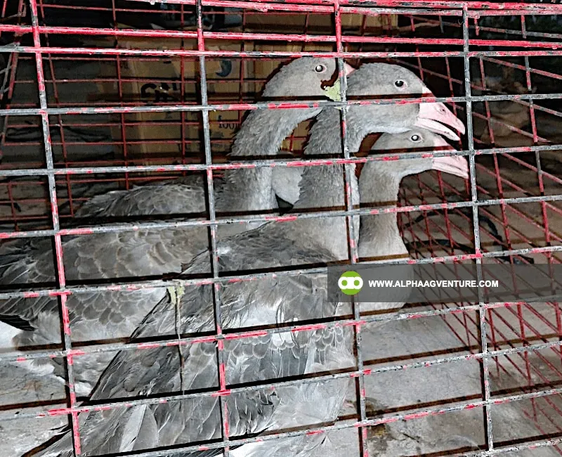 Buy French Toulouse Geese for Sale at Alpha Agventure Farms