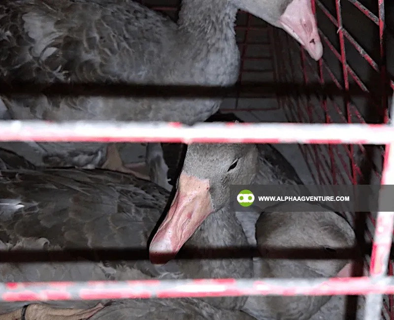 Buy French Toulouse Geese for Sale at Alpha Agventure Farms