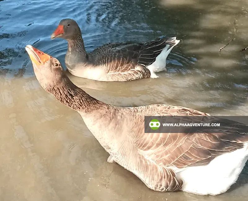 Buy French Toulouse Geese for Sale at Alpha Agventure Farms