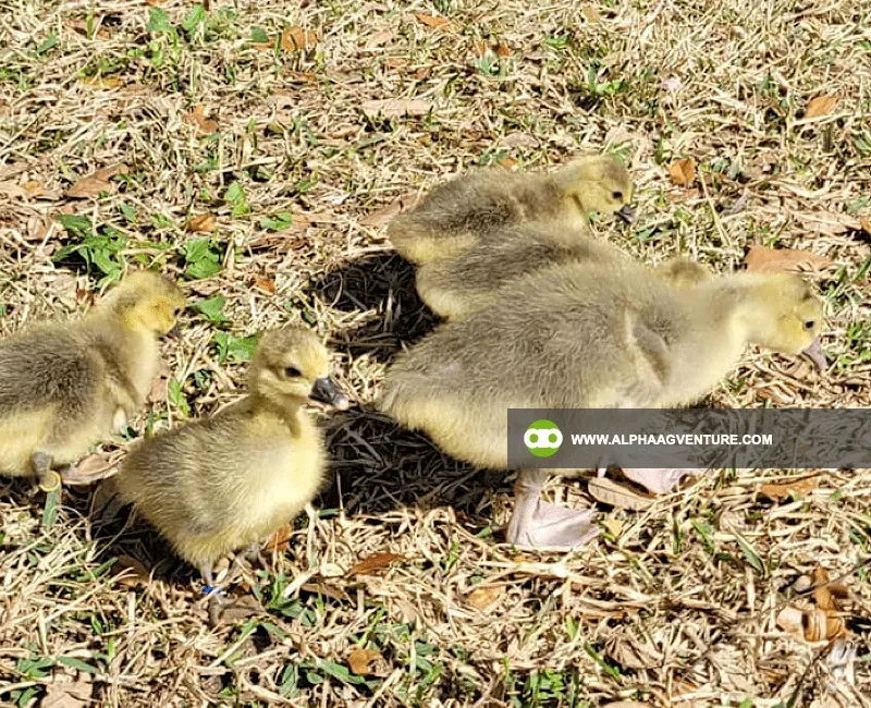 Buy French Toulouse Geese for Sale at Alpha Agventure Farms