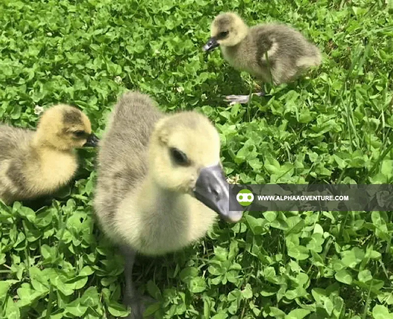 Buy French Toulouse Geese for Sale at Alpha Agventure Farms