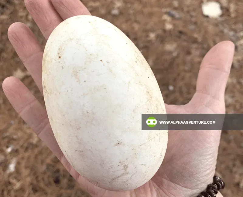 Buy French Toulouse Geese for Sale at Alpha Agventure Farms