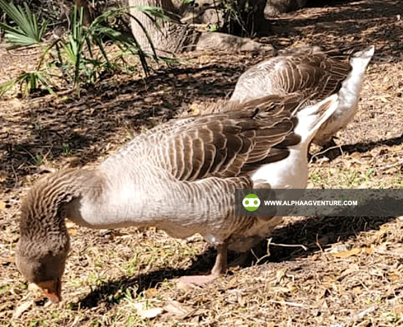 Buy French Toulouse Geese for Sale at Alpha Agventure Farms