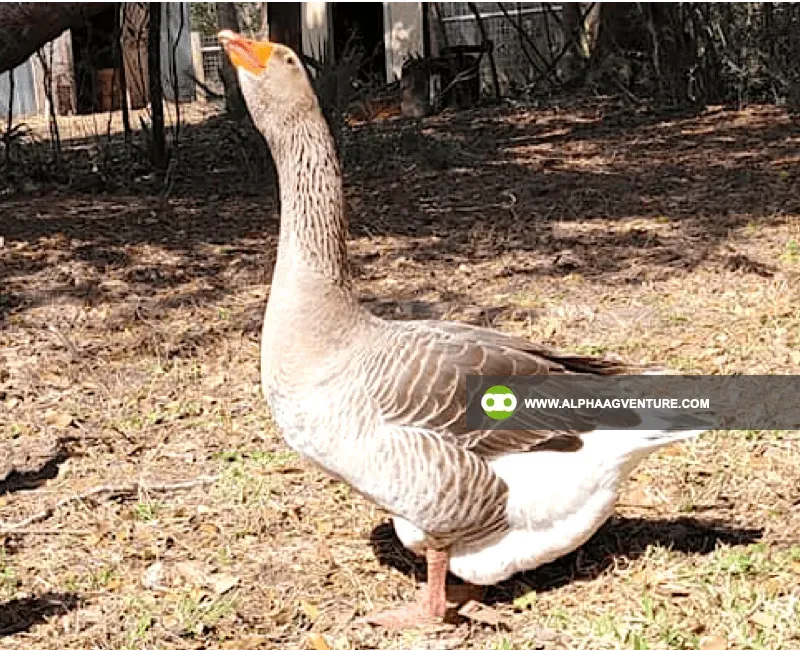 Buy French Toulouse Geese for Sale at Alpha Agventure Farms