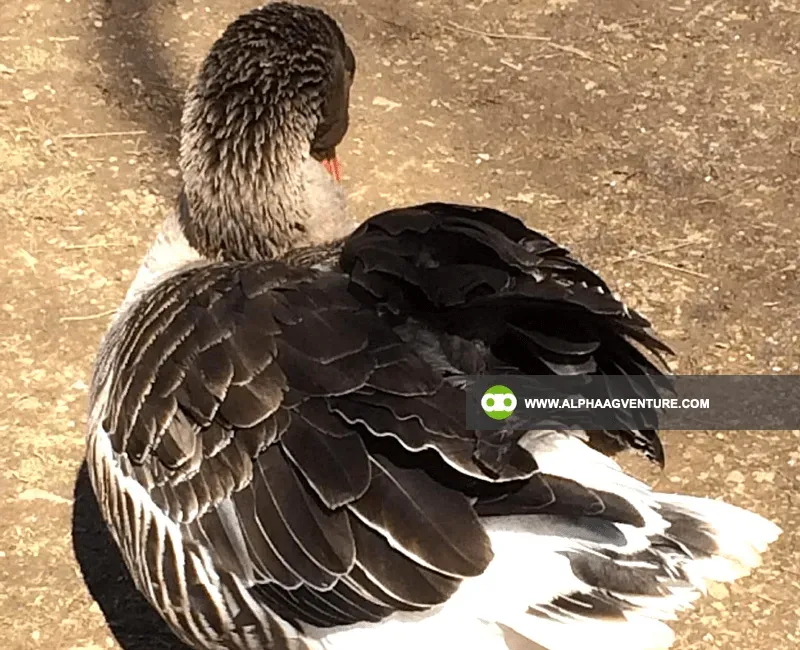 Buy French Toulouse Geese for Sale at Alpha Agventure Farms
