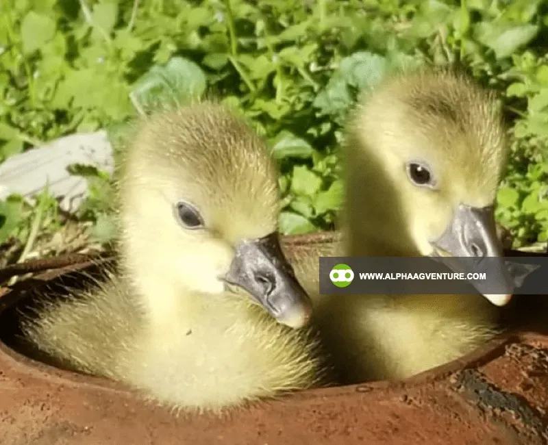 Buy French Toulouse Geese for Sale at Alpha Agventure Farms