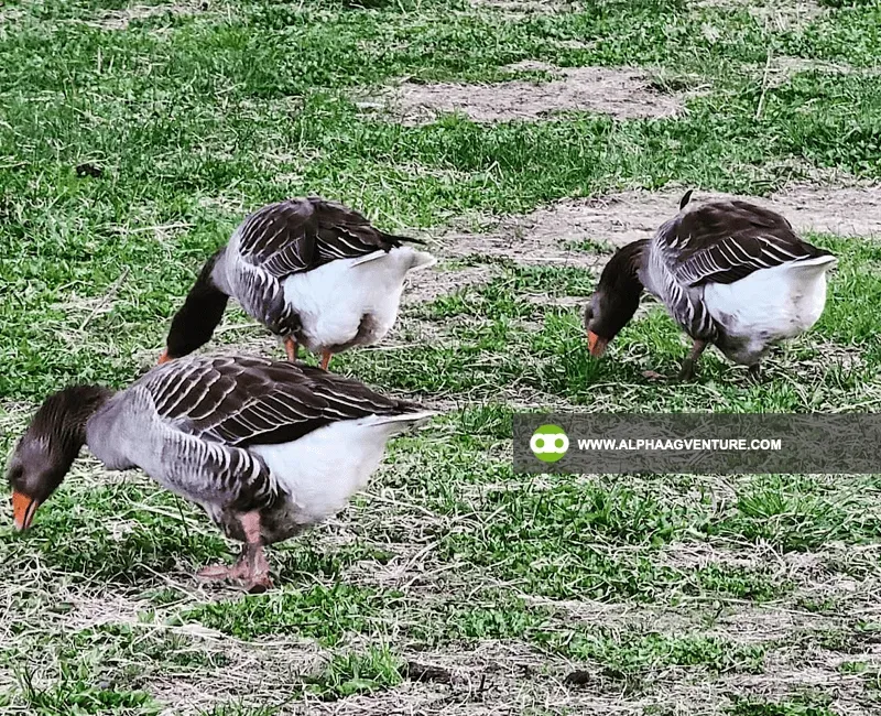 Buy French Toulouse Geese for Sale at Alpha Agventure Farms