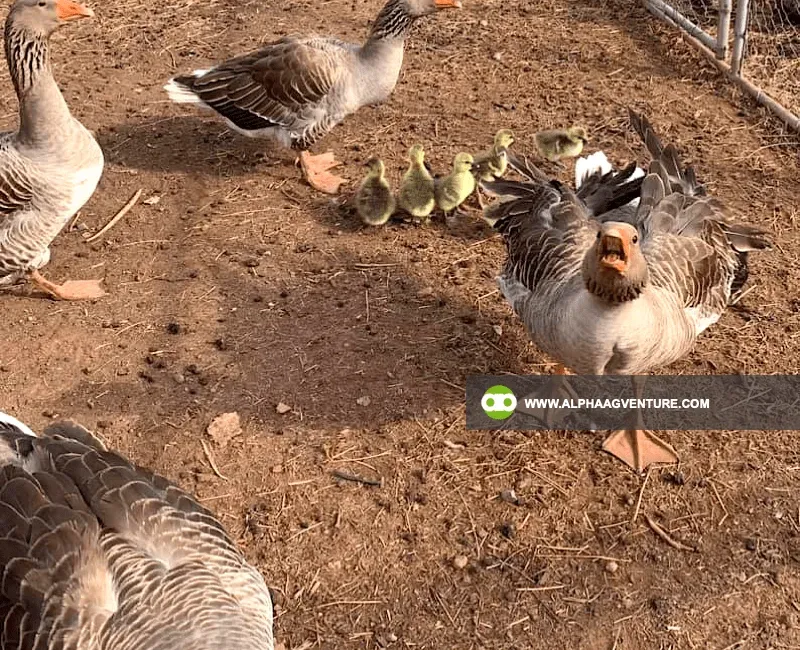 Buy French Toulouse Geese for Sale at Alpha Agventure Farms