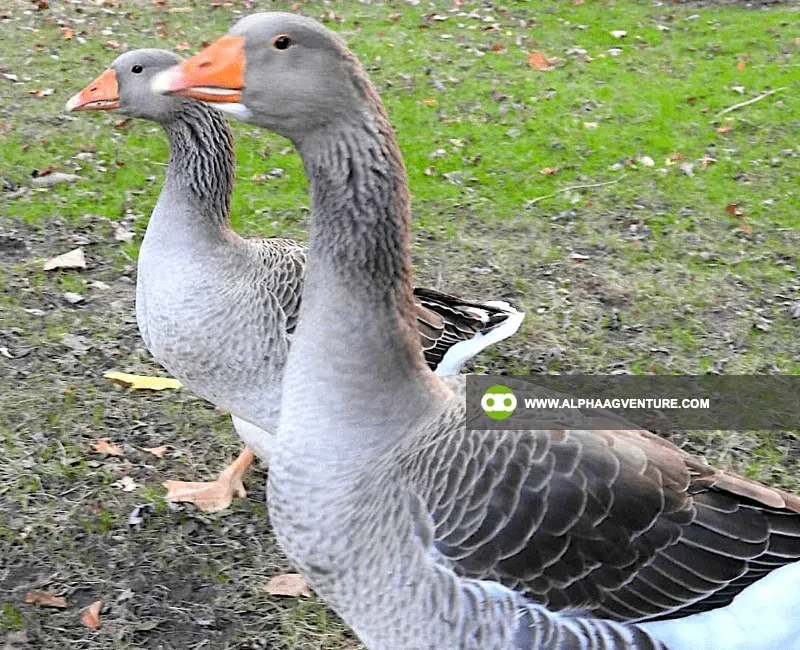 Buy French Toulouse Geese for Sale at Alpha Agventure Farms