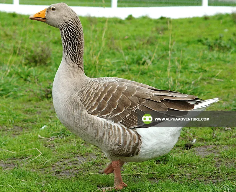 Buy French Toulouse Geese for Sale at Alpha Agventure Farms