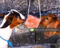 Buy Himalayan Salt Lick for Sale at Alpha Agventure Farms