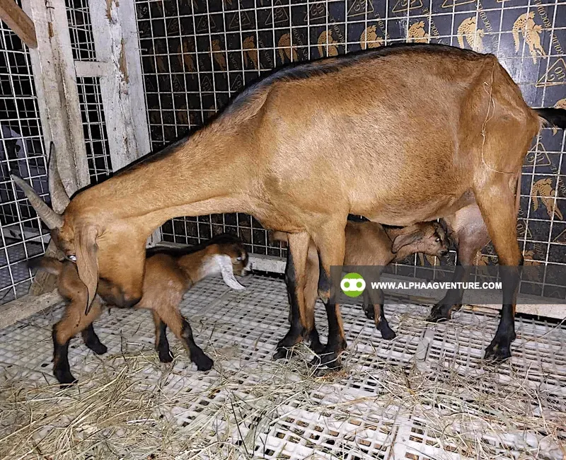Buy Hybrid Goat for Sale at Alpha Agventure Farms