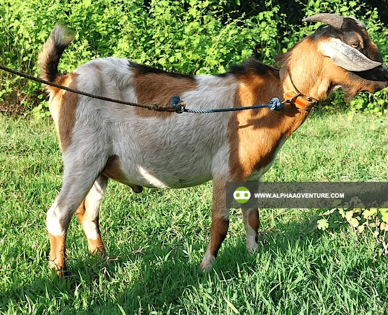 Buy Hybrid Goat for Sale at Alpha Agventure Farms