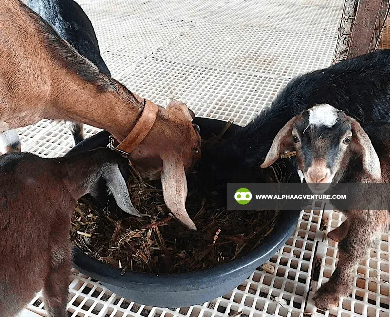 Buy Hybrid Goat for Sale at Alpha Agventure Farms