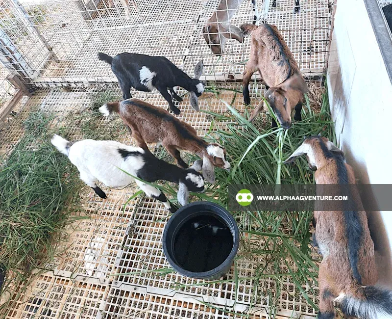 Buy Hybrid Goat for Sale at Alpha Agventure Farms