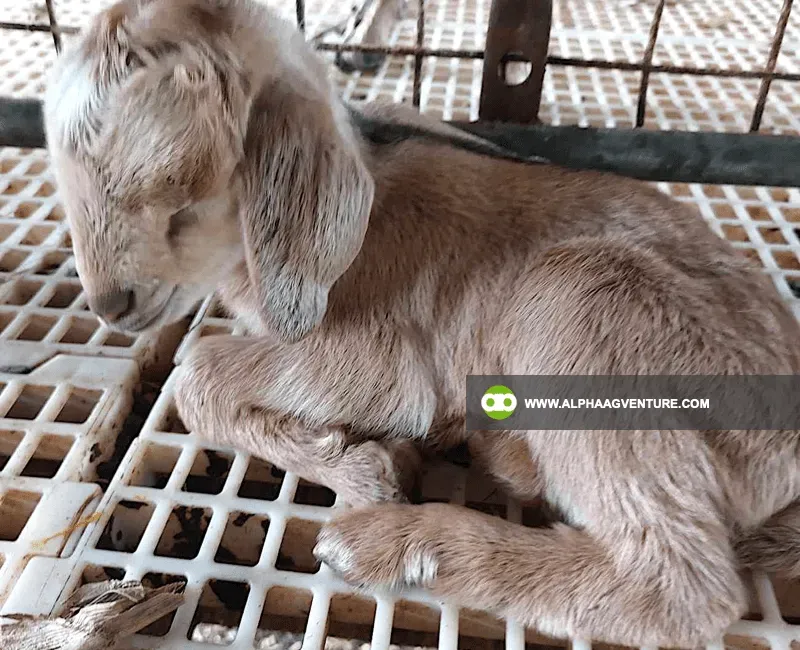 Buy Hybrid Goat for Sale at Alpha Agventure Farms