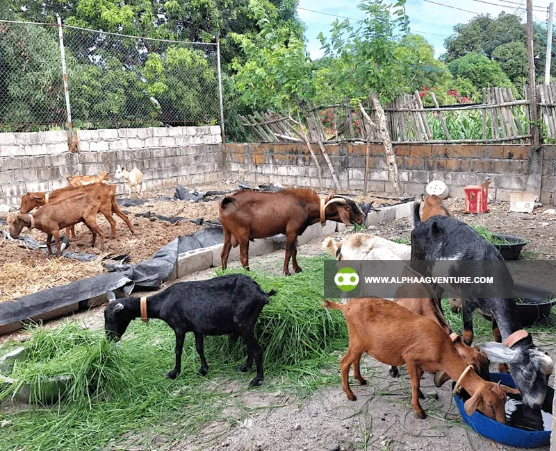 Buy Hybrid Goat for Sale at Alpha Agventure Farms