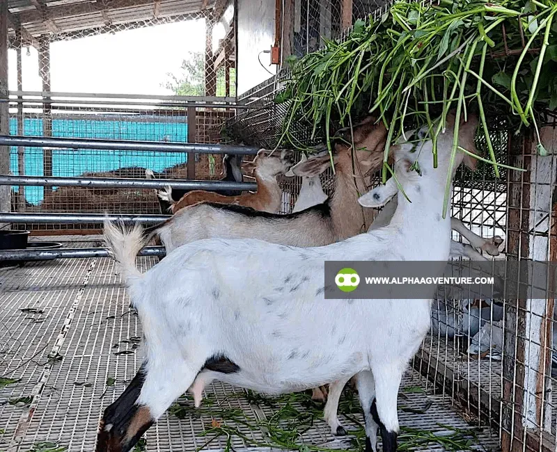Buy Hybrid Goat for Sale at Alpha Agventure Farms