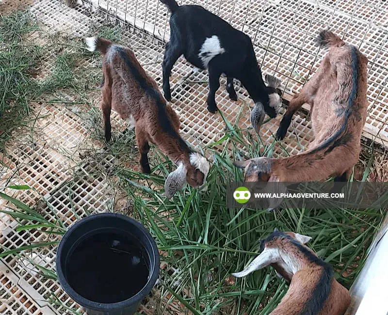 Buy Hybrid Goat for Sale at Alpha Agventure Farms