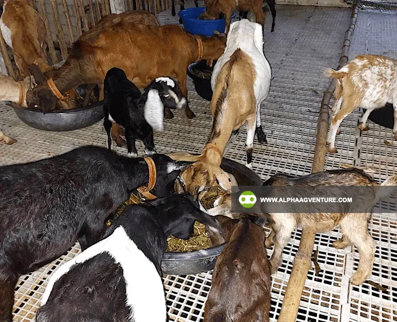 Buy Hybrid Goat for Sale at Alpha Agventure Farms