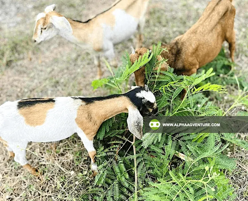 Buy Hybrid Goat for Sale at Alpha Agventure Farms