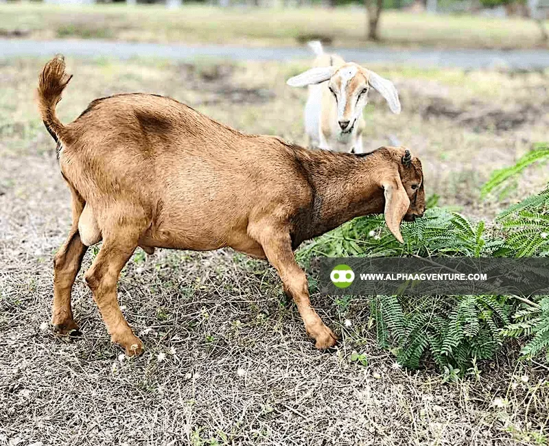 Buy Hybrid Goat for Sale at Alpha Agventure Farms