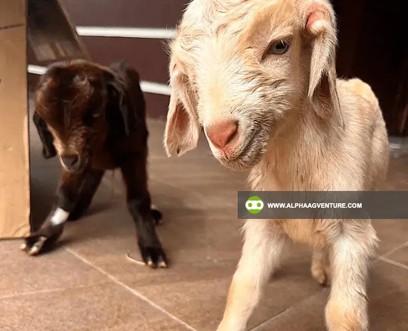 Buy Hybrid Goat for Sale at Alpha Agventure Farms