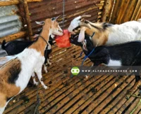 Buy Mineral Block for Sale at Alpha Agventure Farms