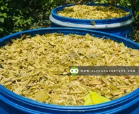 Buy Napier Silage for Sale at Alpha Agventure Farms