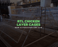 Chicken Layer Cages