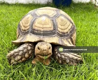 Tortoises