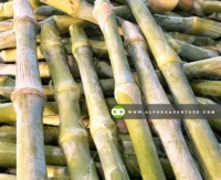 Buy Super Napier or Pakchong Cuttings for Sale at Alpha Agventure Farms