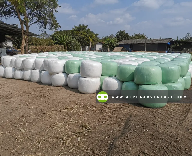 Buy Baled Corn Silage at Alpha Agventure Farms