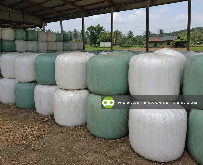 Buy Baled Corn Silage at Alpha Agventure Farms