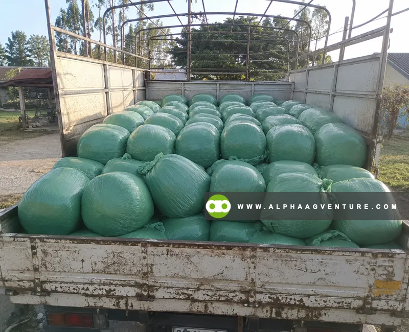 Buy Baled Corn Silage at Alpha Agventure Farms