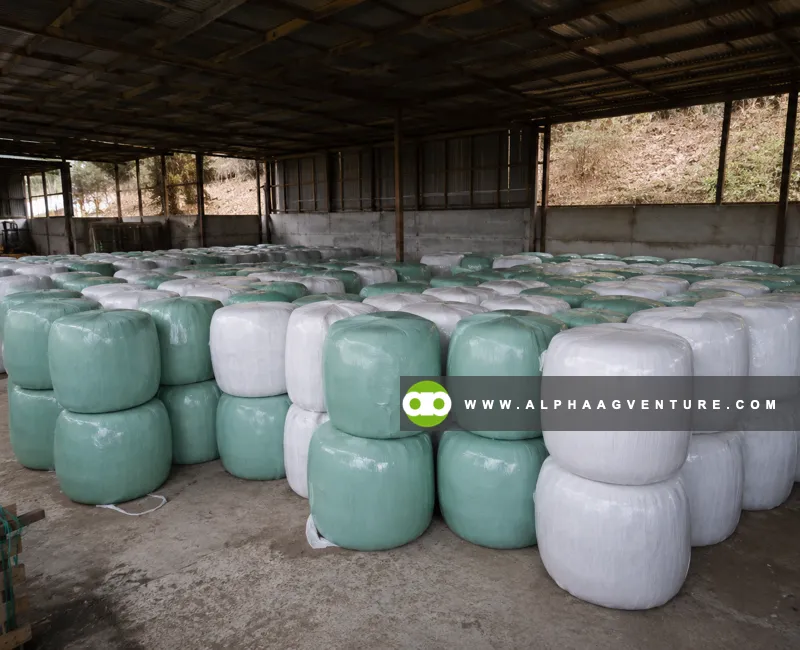 Buy Baled Corn Silage at Alpha Agventure Farms