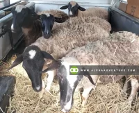 Buy Blackhead Dorper Sheep for Sale at Alpha Agventure Farms