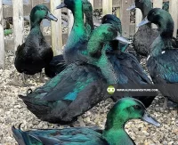 Buy Cayuga Duck for Sale at Alpha Agventure Farms
