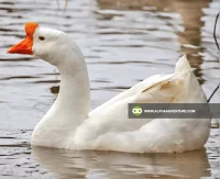 Buy Chinese Geese for Sale at Alpha Agventure Farms