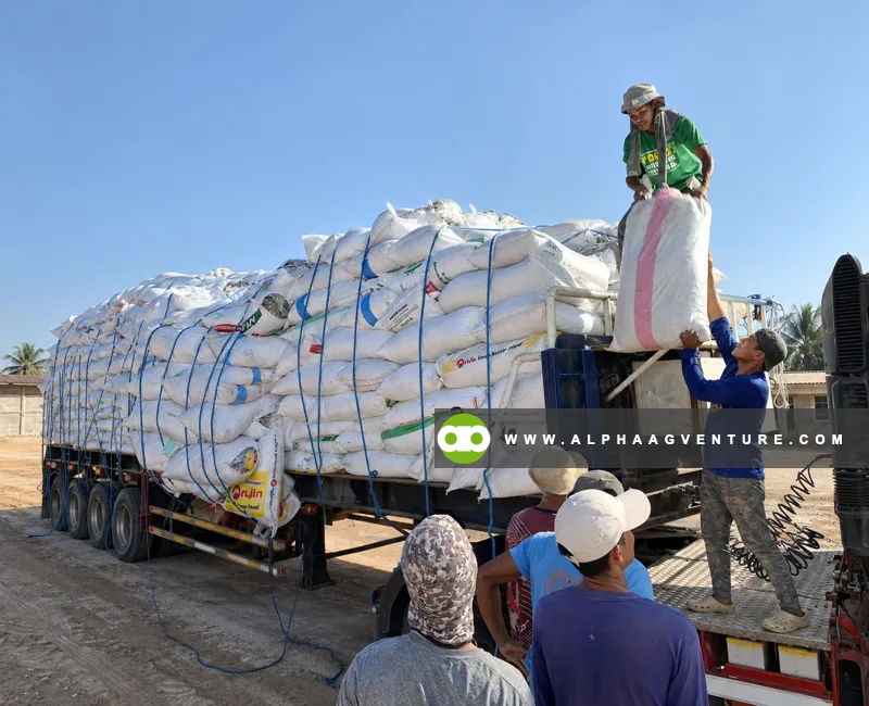 Buy Corn Silage in Sacks at Alpha Agventure Farms