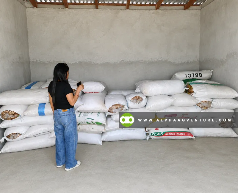 Buy Corn Silage in Sacks at Alpha Agventure Farms